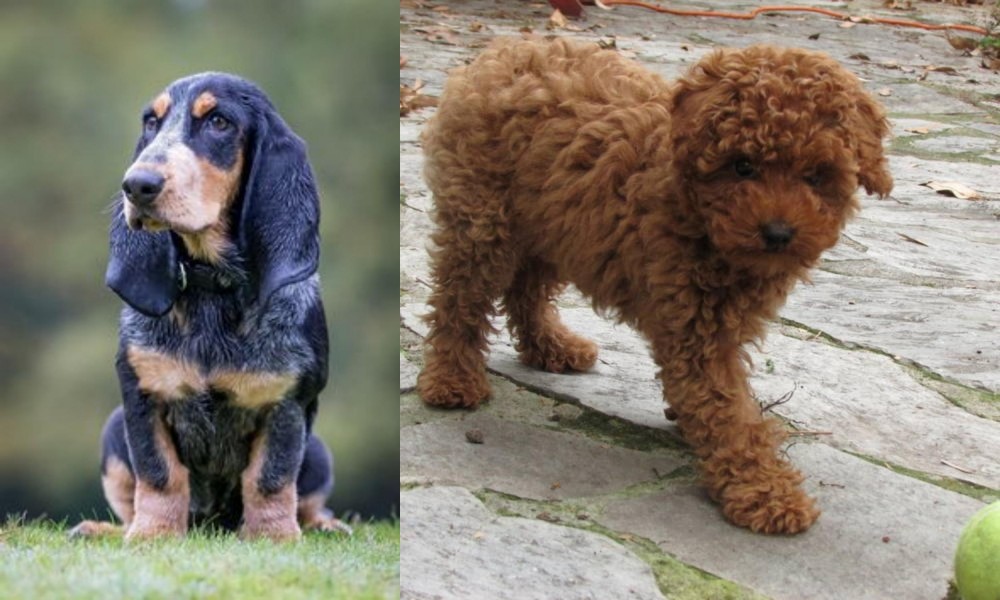 Toy Poodle vs Petit Bleu de Gascogne - Breed Comparison