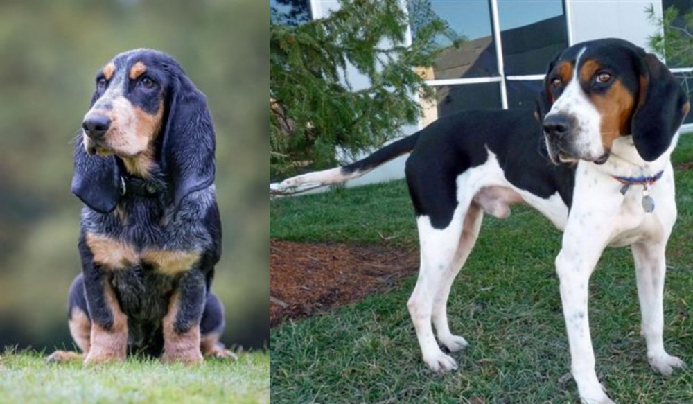 Treeing Walker Coonhound vs Petit Bleu de Gascogne - Breed Comparison