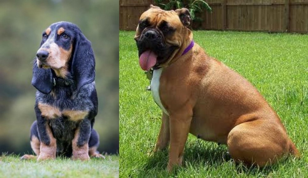 Valley Bulldog vs Petit Bleu de Gascogne - Breed Comparison