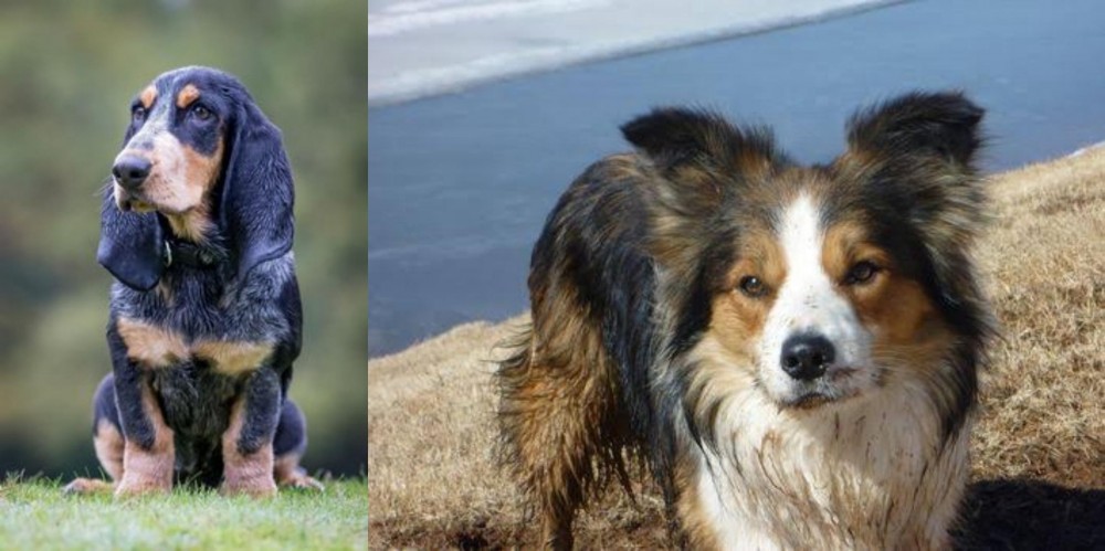 Welsh Sheepdog vs Petit Bleu de Gascogne - Breed Comparison