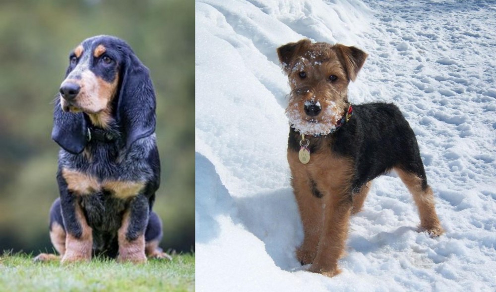 Welsh Terrier vs Petit Bleu de Gascogne - Breed Comparison