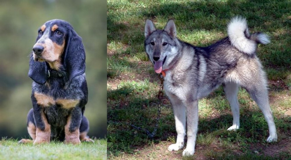 West Siberian Laika vs Petit Bleu de Gascogne - Breed Comparison