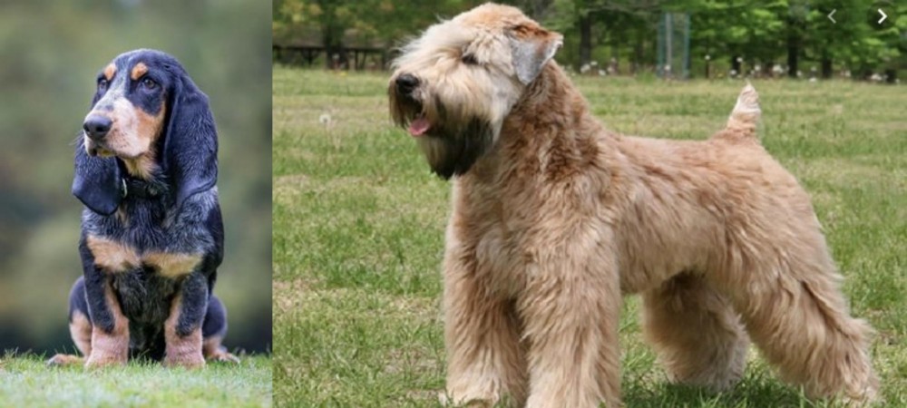 Wheaten Terrier vs Petit Bleu de Gascogne - Breed Comparison