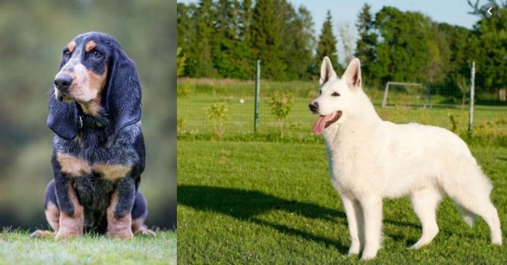 White Shepherd vs Petit Bleu de Gascogne - Breed Comparison
