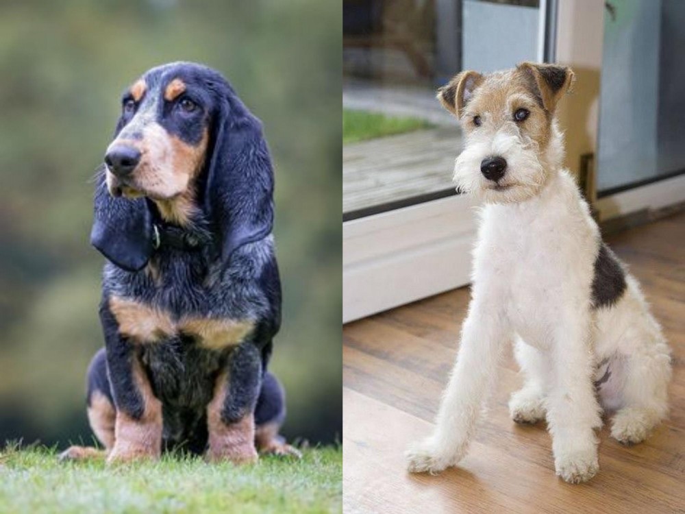Wire Fox Terrier vs Petit Bleu de Gascogne - Breed Comparison
