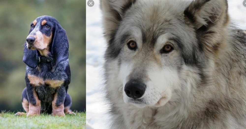 Wolfdog vs Petit Bleu de Gascogne - Breed Comparison