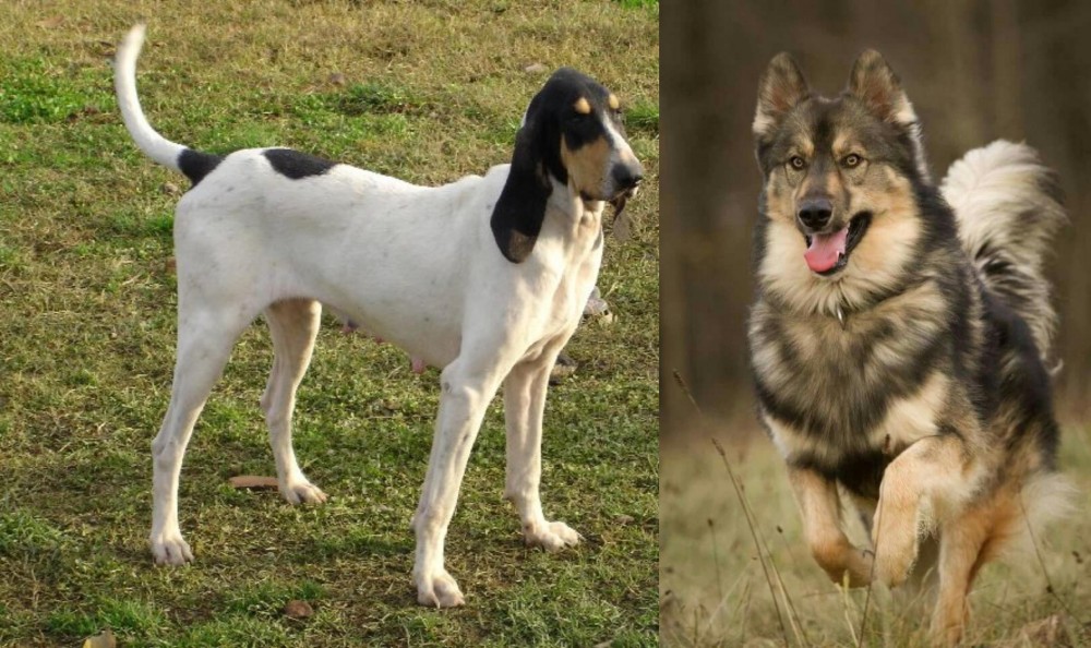 Native American Indian Dog vs Petit Gascon Saintongeois - Breed Comparison