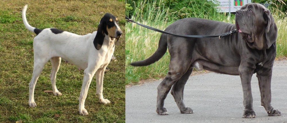 Neapolitan Mastiff vs Petit Gascon Saintongeois - Breed Comparison