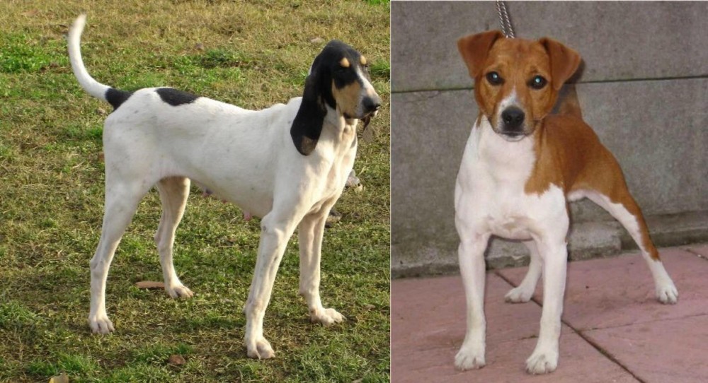 Plummer Terrier vs Petit Gascon Saintongeois - Breed Comparison