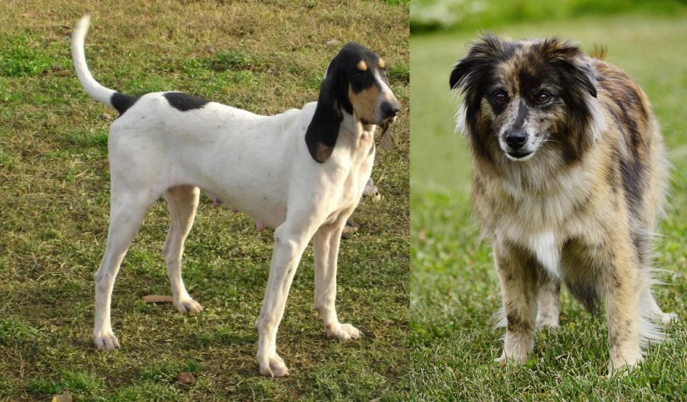 Pyrenean Shepherd vs Petit Gascon Saintongeois - Breed Comparison