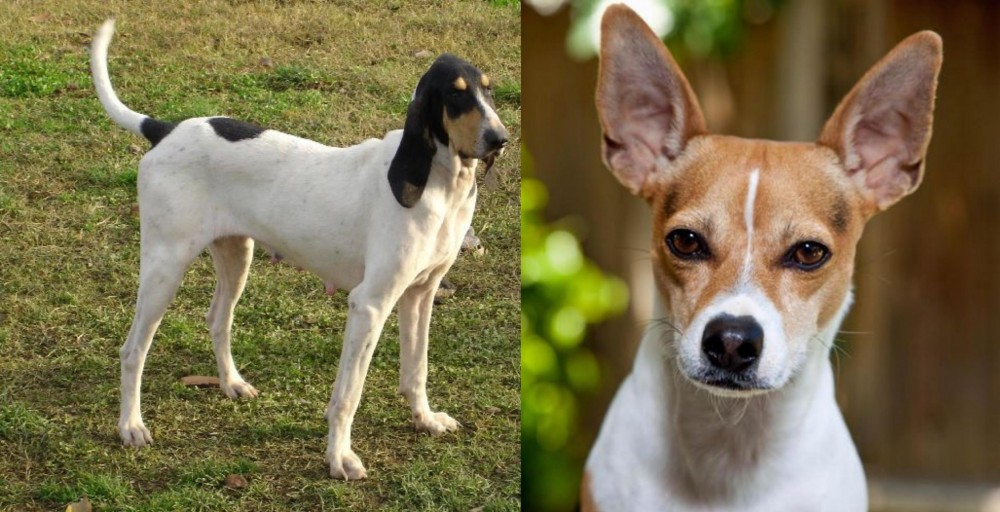 Rat Terrier vs Petit Gascon Saintongeois - Breed Comparison