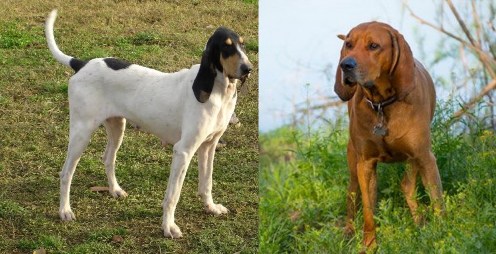 Redbone Coonhound vs Petit Gascon Saintongeois - Breed Comparison