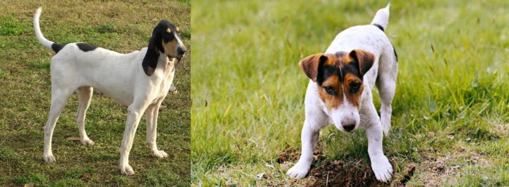 Russell Terrier vs Petit Gascon Saintongeois - Breed Comparison