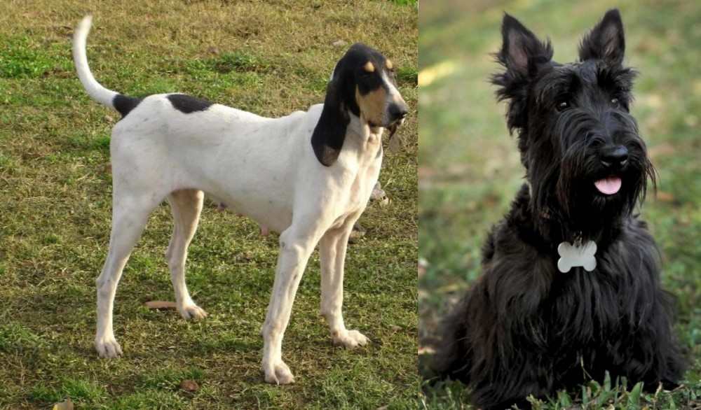 Scoland Terrier vs Petit Gascon Saintongeois - Breed Comparison