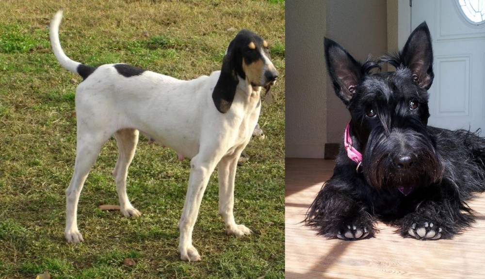 Scottish Terrier vs Petit Gascon Saintongeois - Breed Comparison