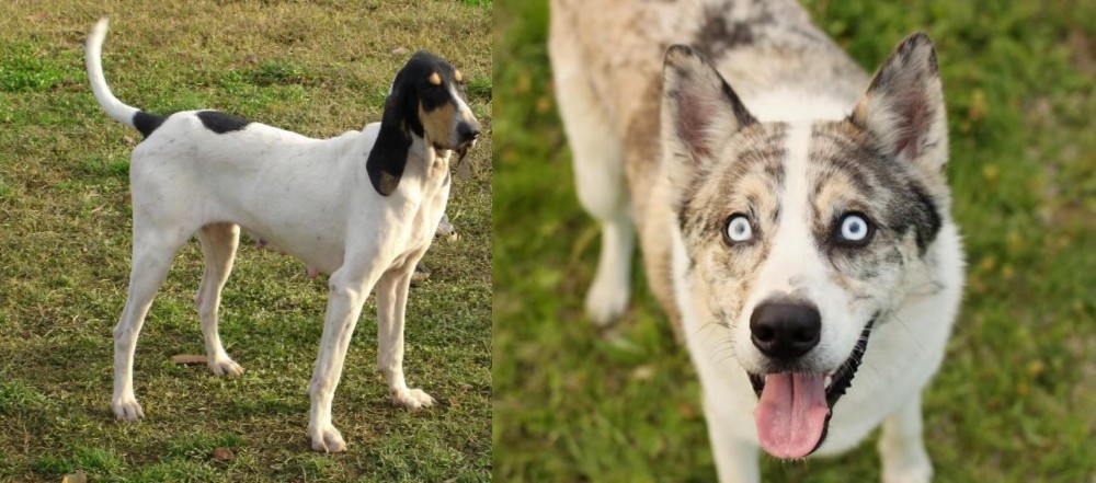 Shepherd Husky vs Petit Gascon Saintongeois - Breed Comparison