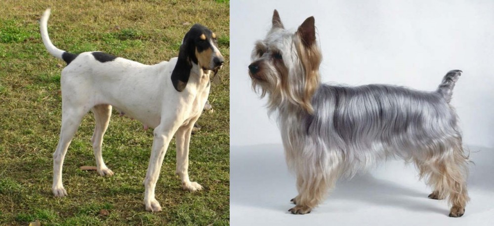 Silky Terrier vs Petit Gascon Saintongeois - Breed Comparison