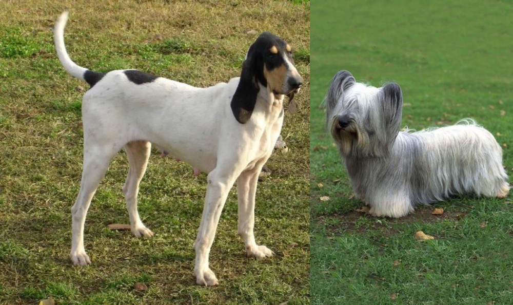 Skye Terrier vs Petit Gascon Saintongeois - Breed Comparison