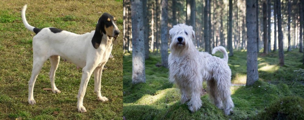 Soft-Coated Wheaten Terrier vs Petit Gascon Saintongeois - Breed Comparison