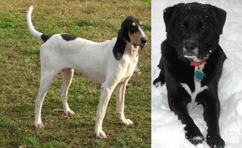 St. John's Water Dog vs Petit Gascon Saintongeois - Breed Comparison