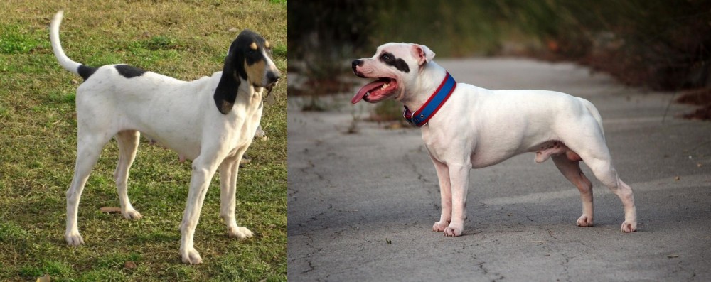 Staffordshire Bull Terrier vs Petit Gascon Saintongeois - Breed Comparison