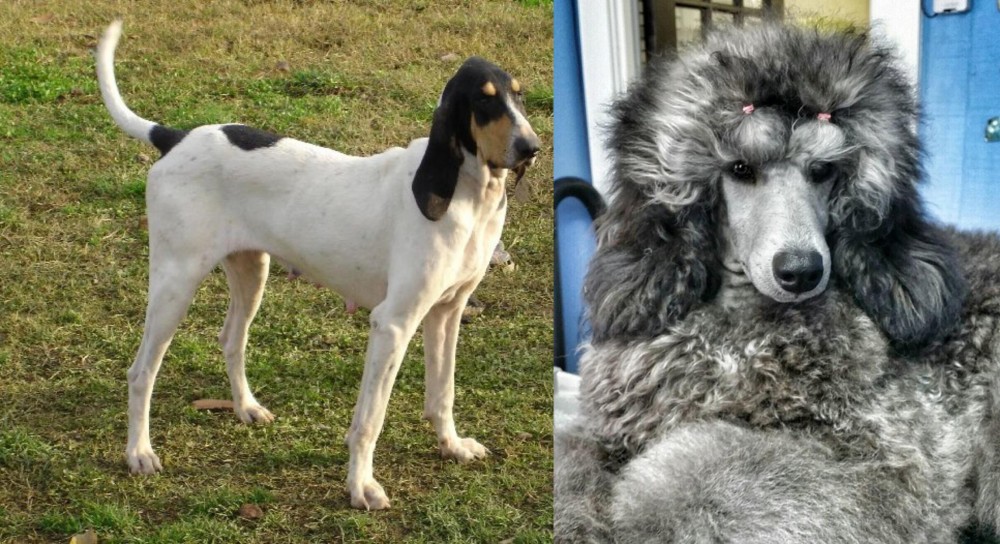 Standard Poodle vs Petit Gascon Saintongeois - Breed Comparison