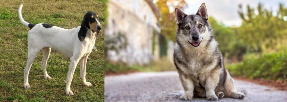 Swedish Vallhund vs Petit Gascon Saintongeois - Breed Comparison