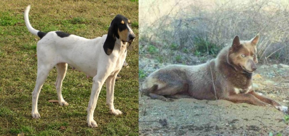 Tahltan Bear Dog vs Petit Gascon Saintongeois - Breed Comparison