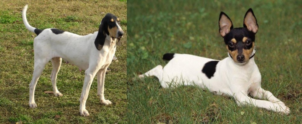 Toy Fox Terrier vs Petit Gascon Saintongeois - Breed Comparison