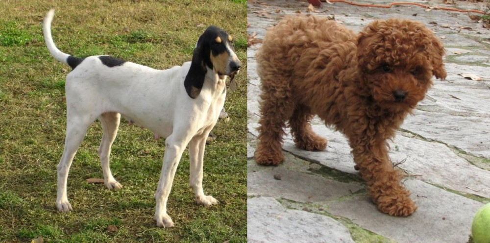 Toy Poodle vs Petit Gascon Saintongeois - Breed Comparison