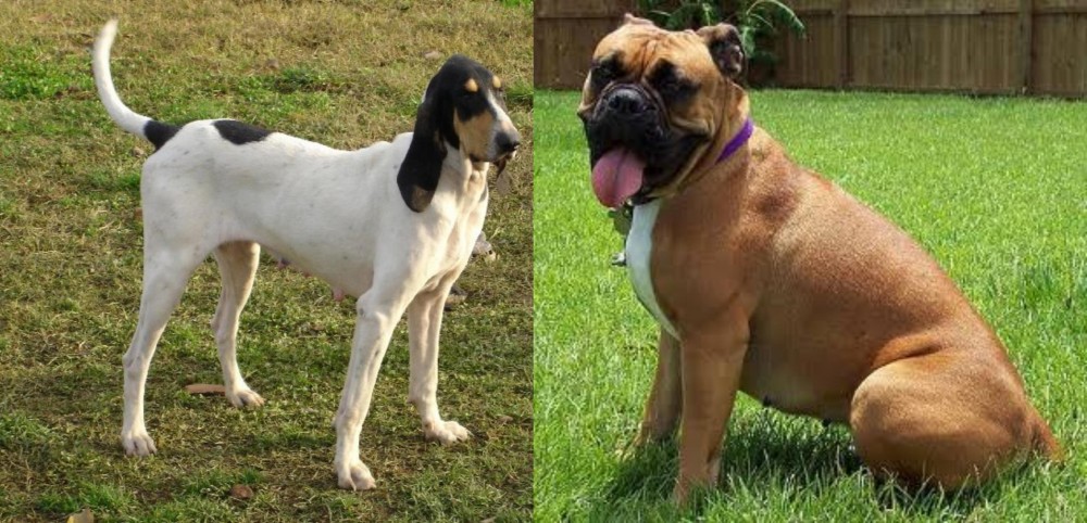 Valley Bulldog vs Petit Gascon Saintongeois - Breed Comparison
