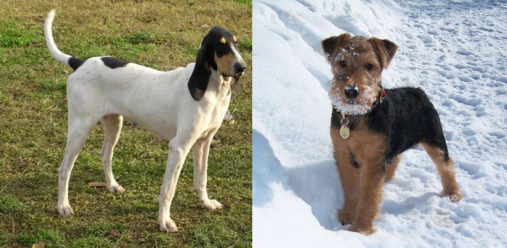 Welsh Terrier vs Petit Gascon Saintongeois - Breed Comparison