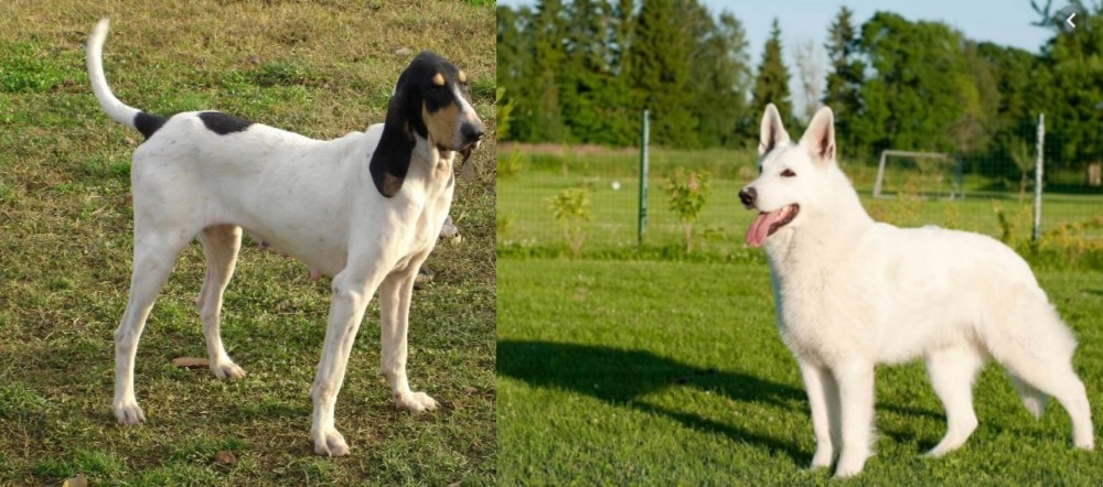 White Shepherd vs Petit Gascon Saintongeois - Breed Comparison