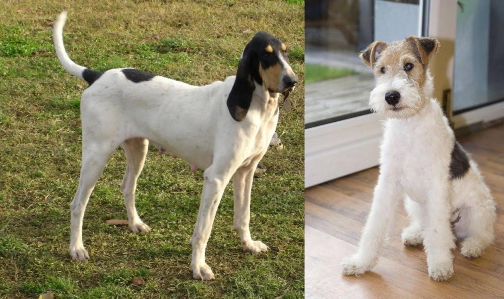 Wire Fox Terrier vs Petit Gascon Saintongeois - Breed Comparison