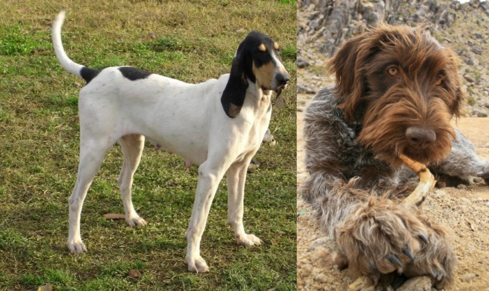 Wirehaired Pointing Griffon vs Petit Gascon Saintongeois - Breed Comparison