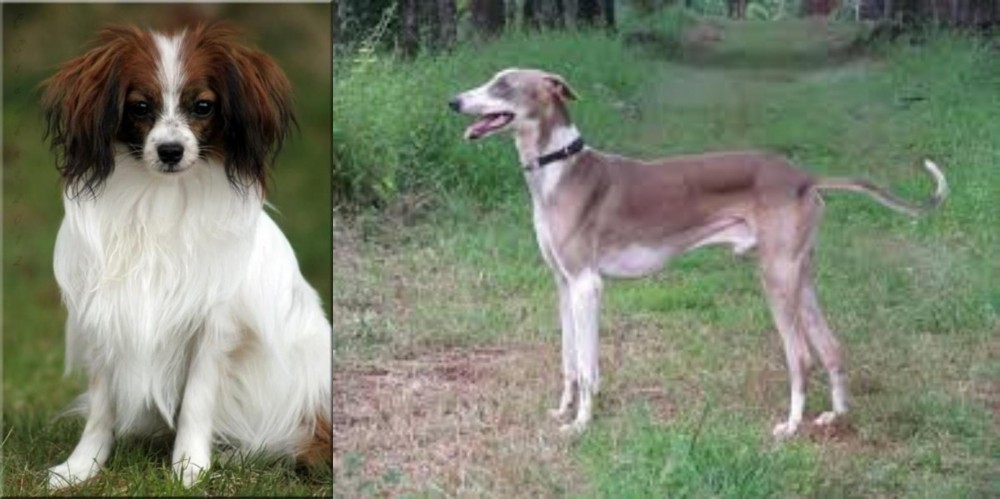 Mudhol Hound vs Phalene - Breed Comparison