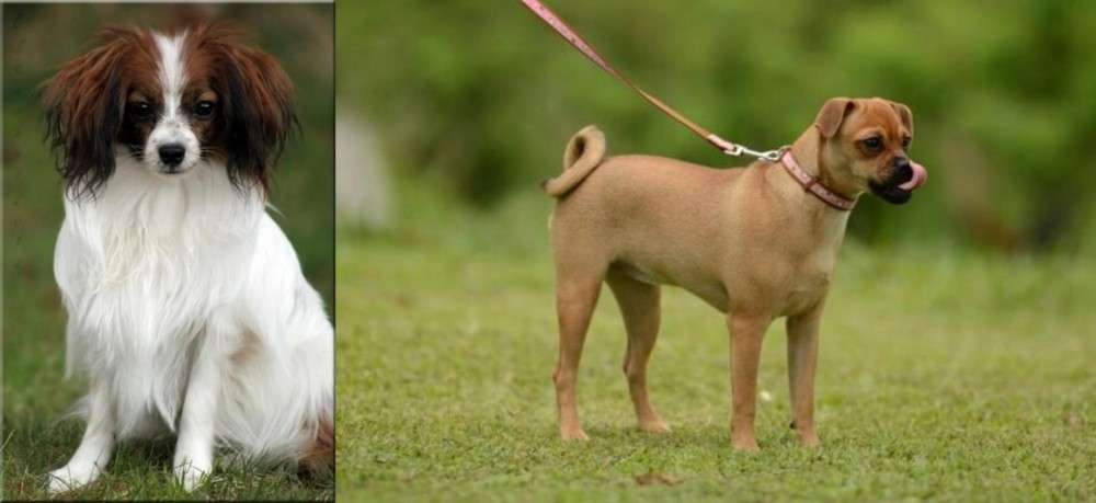 Muggin vs Phalene - Breed Comparison