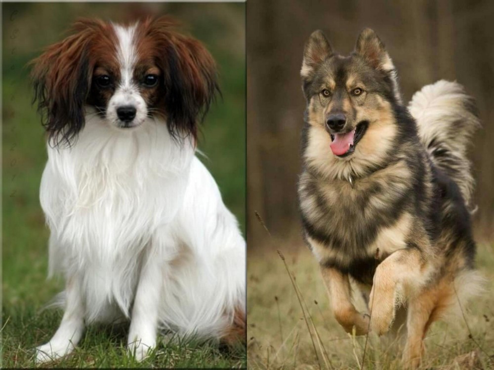 Native American Indian Dog vs Phalene - Breed Comparison