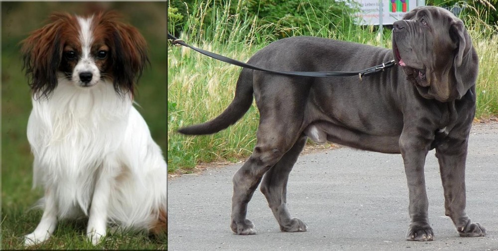Neapolitan Mastiff vs Phalene - Breed Comparison