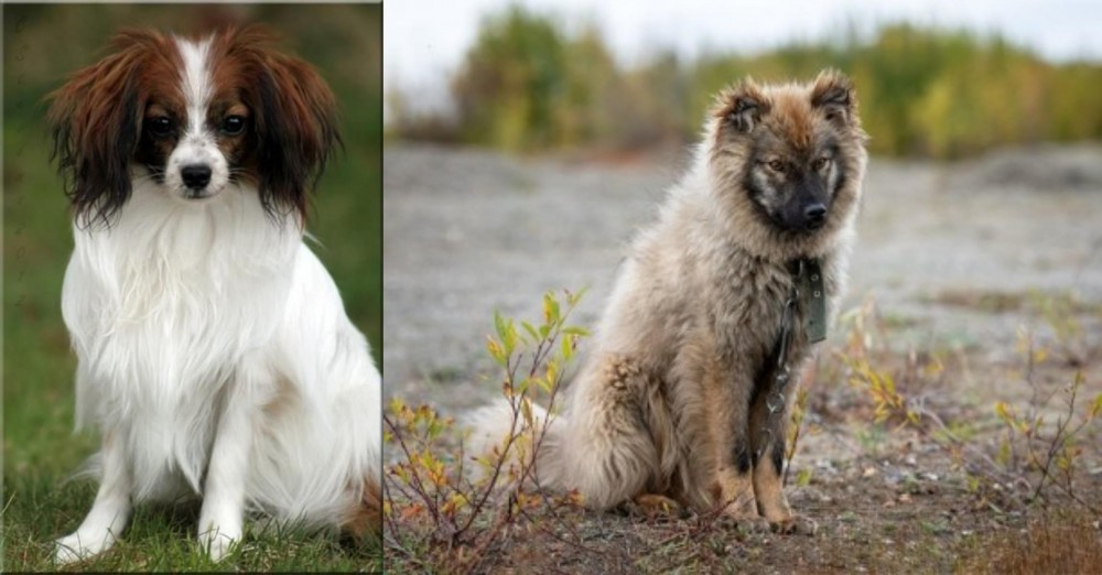 Nenets Herding Laika vs Phalene - Breed Comparison