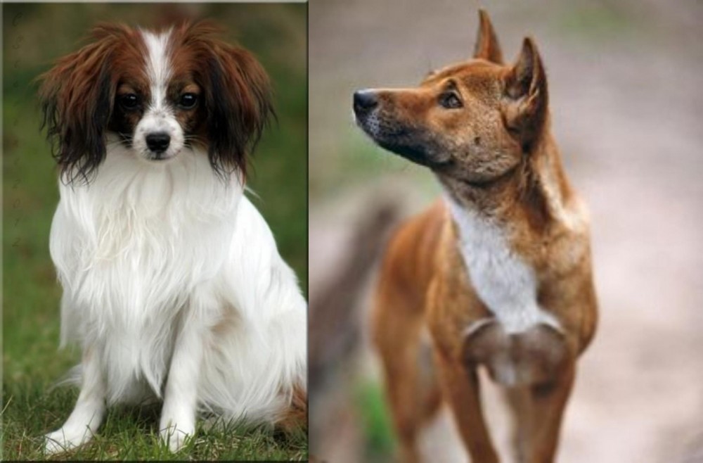 New Guinea Singing Dog vs Phalene - Breed Comparison
