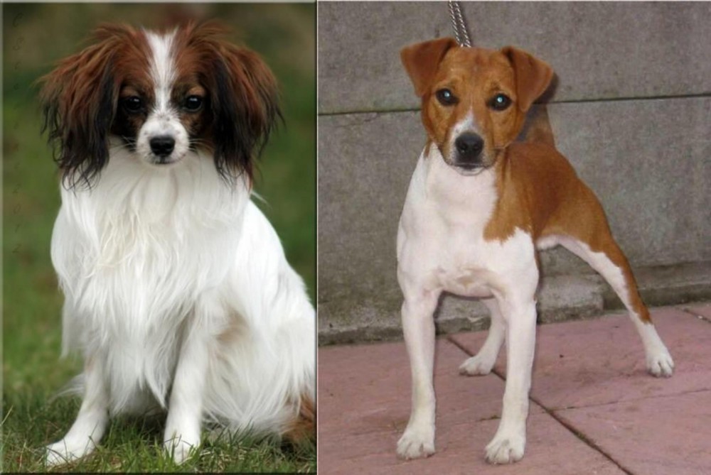 Plummer Terrier vs Phalene - Breed Comparison