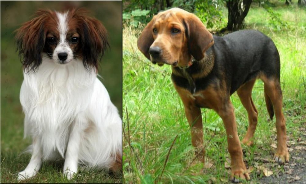 Polish Hound vs Phalene - Breed Comparison