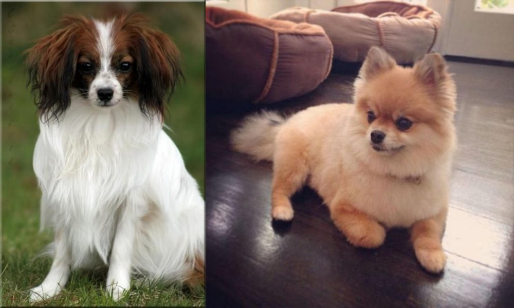 Pomeranian vs Phalene - Breed Comparison