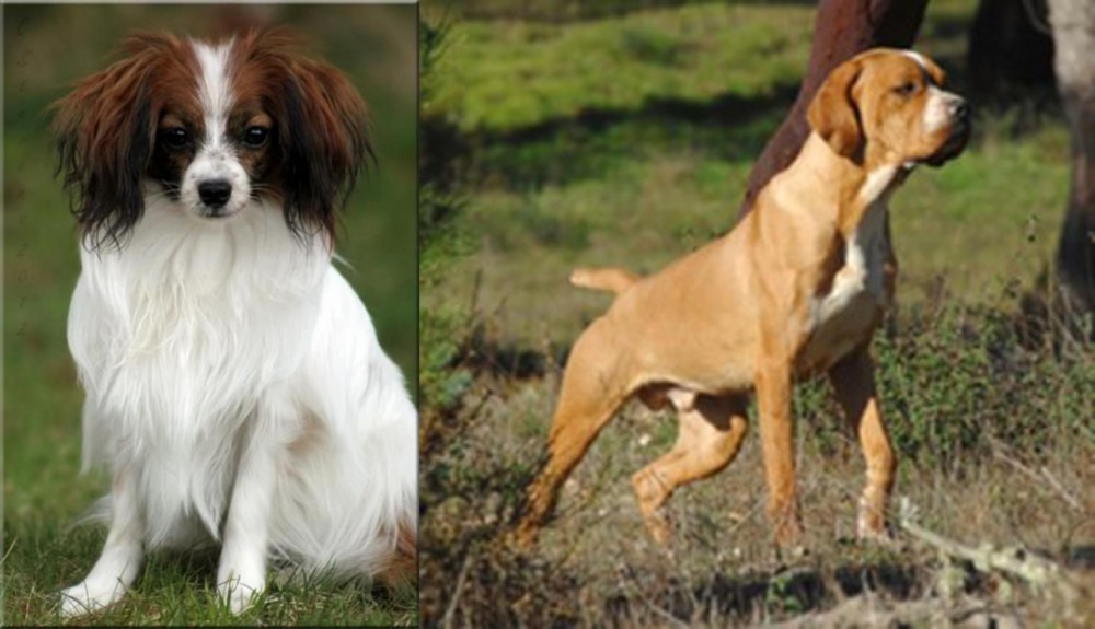 Portuguese Pointer vs Phalene - Breed Comparison