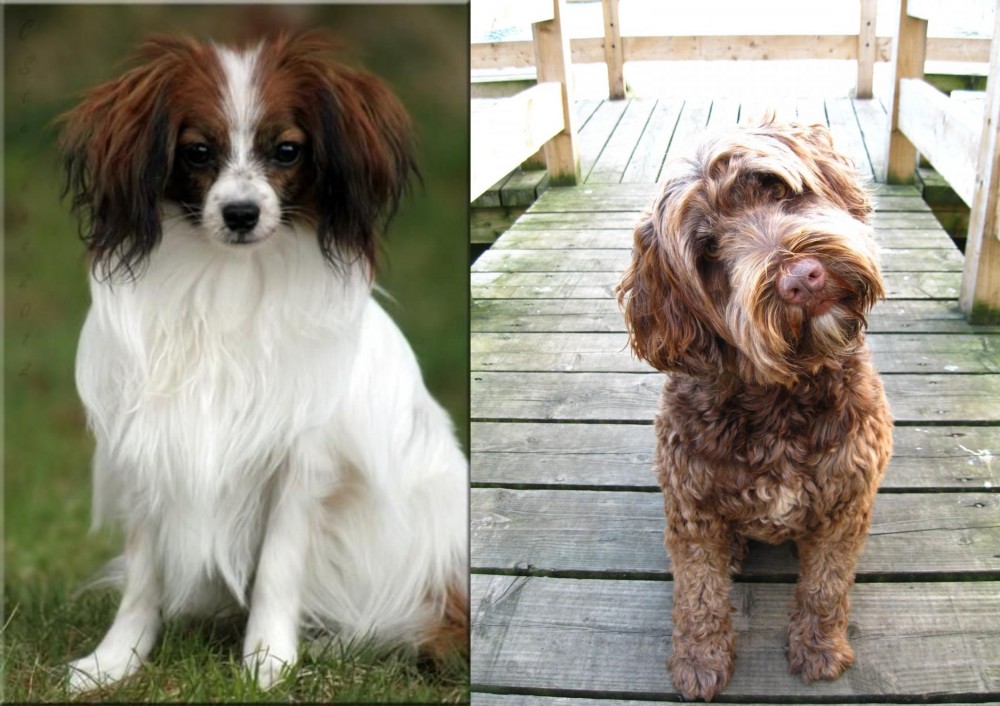 Portuguese Water Dog vs Phalene - Breed Comparison