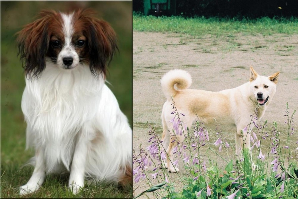 Pungsan Dog vs Phalene - Breed Comparison