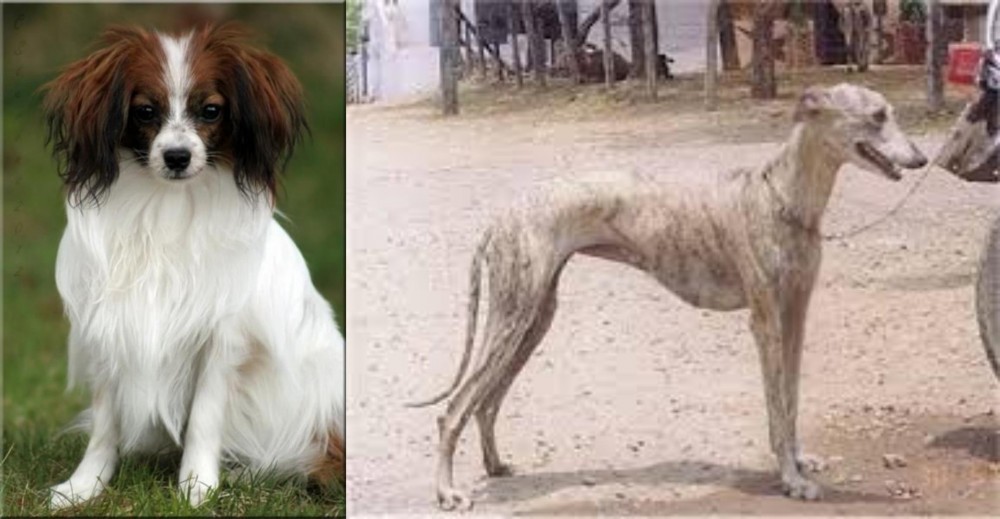 Rampur Greyhound vs Phalene - Breed Comparison