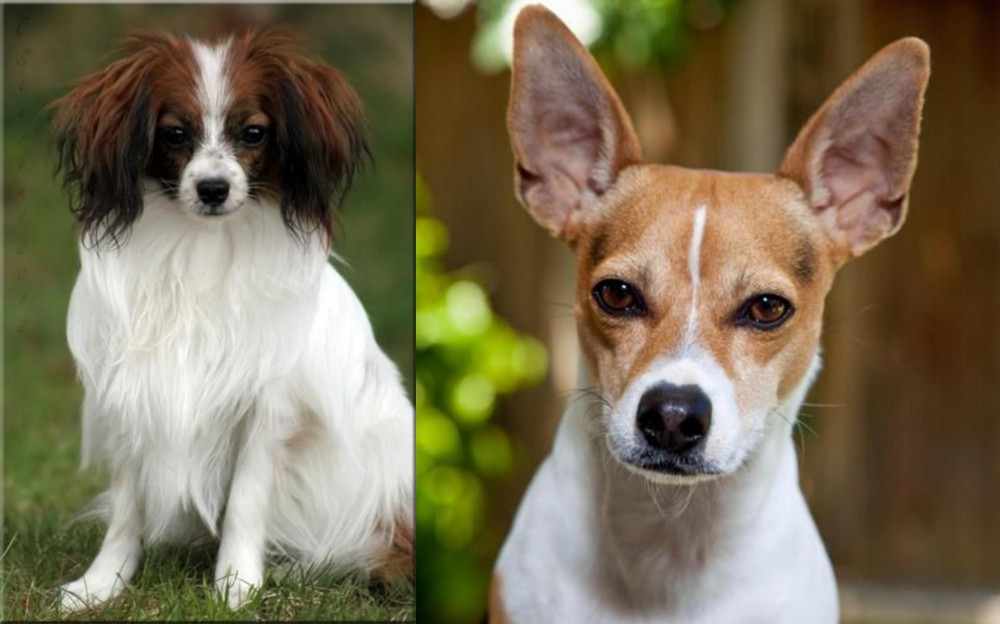 Rat Terrier vs Phalene - Breed Comparison