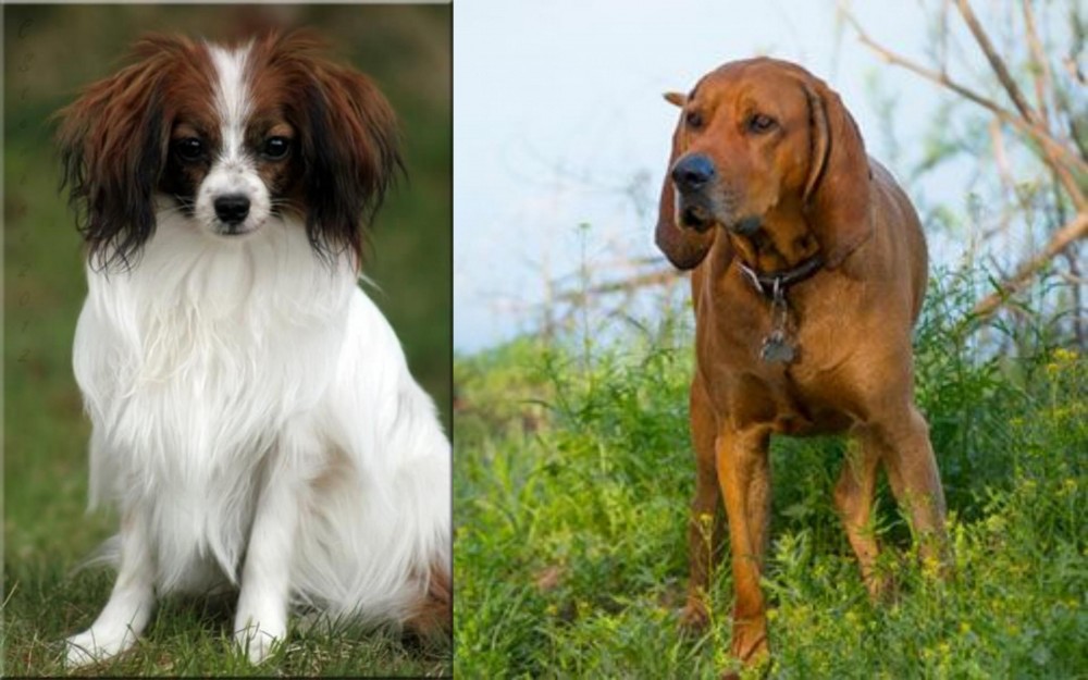 Redbone Coonhound vs Phalene - Breed Comparison